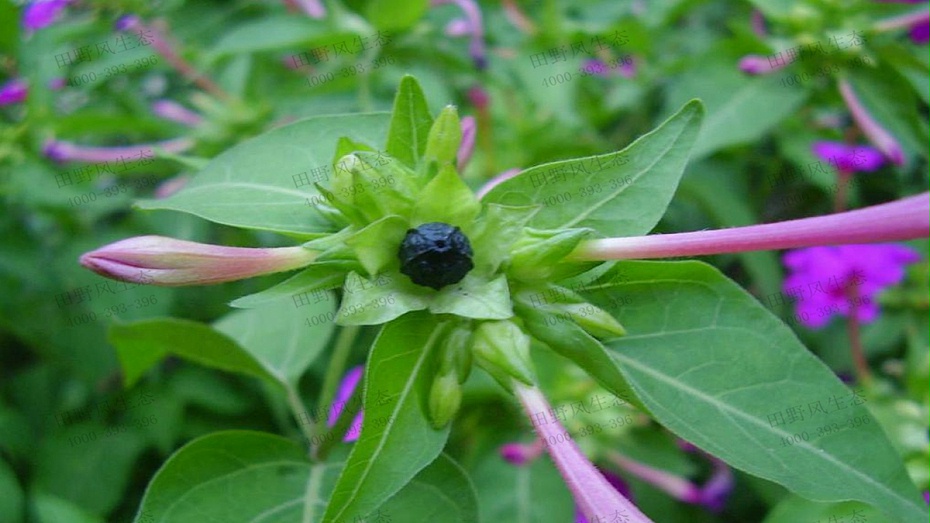 紫茉莉結(jié)果