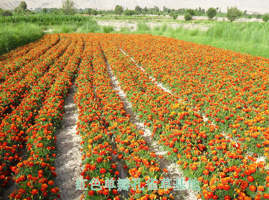 11紅色單瓣孔雀草基地