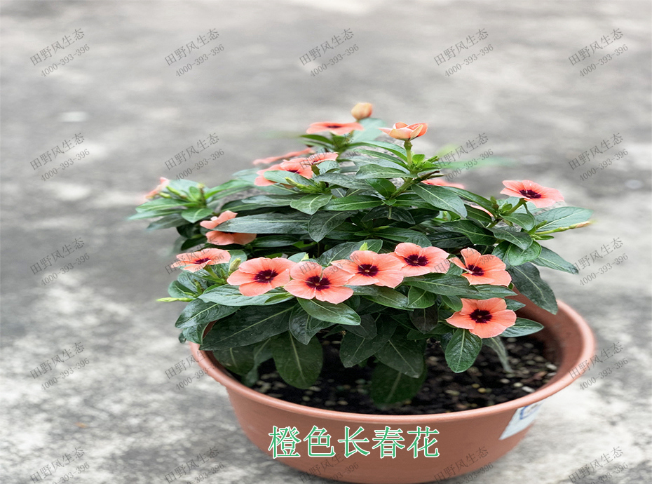 4橙色長春花