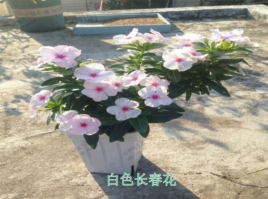 5白色長春花