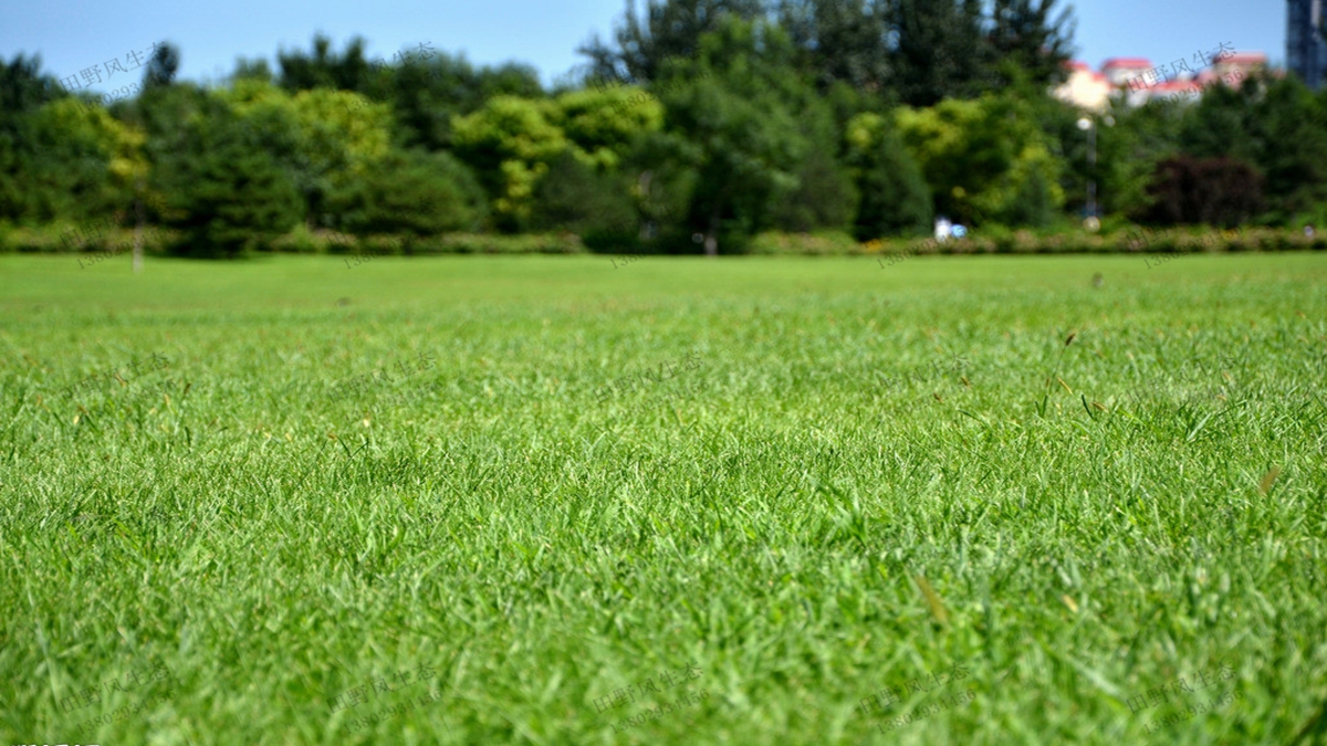 草坪種植如何選擇合適的草坪草種子？