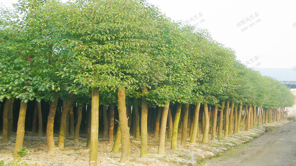 7香樟種植基地