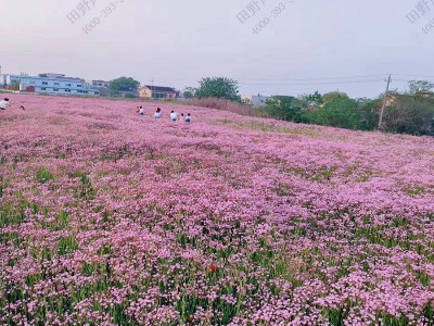 滿(mǎn)天星種子什么季節(jié)種最好