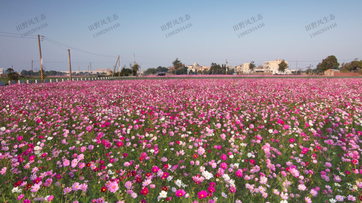 花海效果