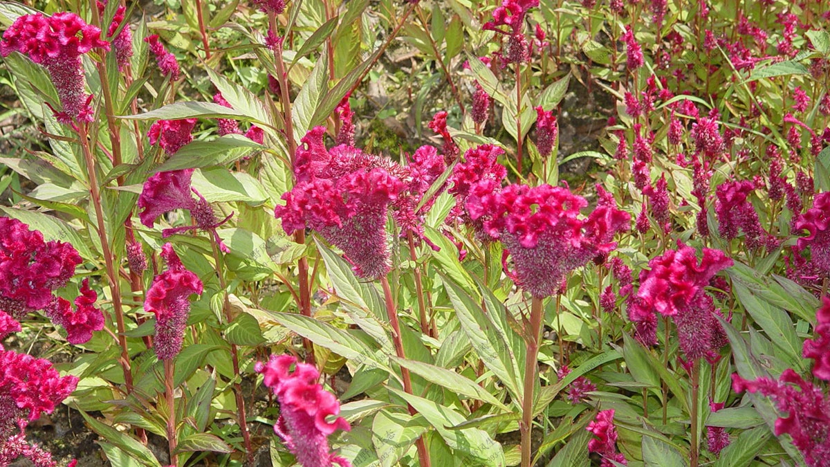 一二年生花卉種子,雞冠花花種