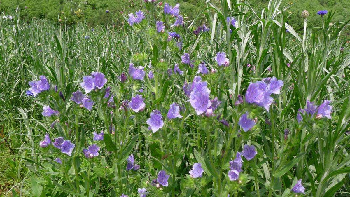 藍(lán)薊花籽,綠化花卉種子