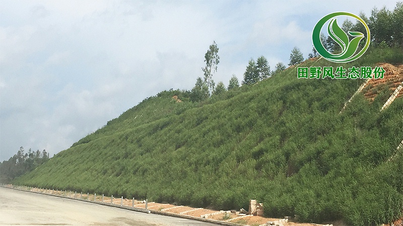 高速公路綠化，生態(tài)防護(hù)