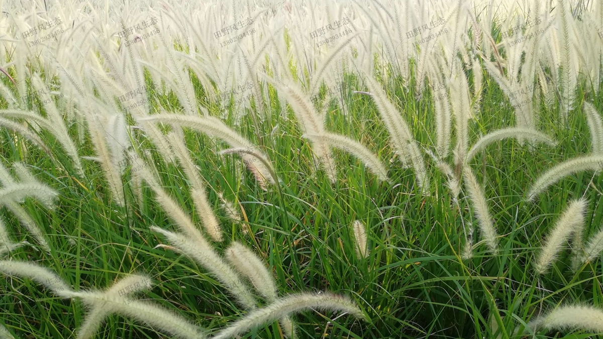 “離離原上草”，狼尾草草種草籽種植技術(shù)詳解