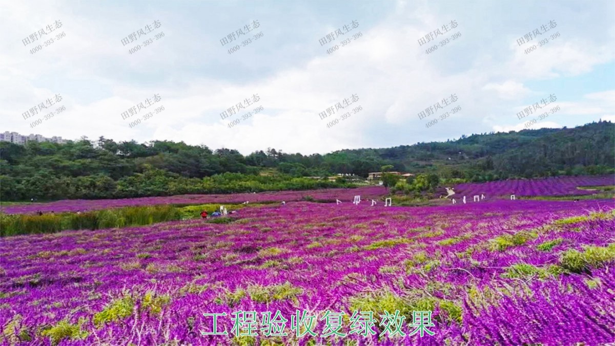 江西瑞昌市景區(qū)花海工程