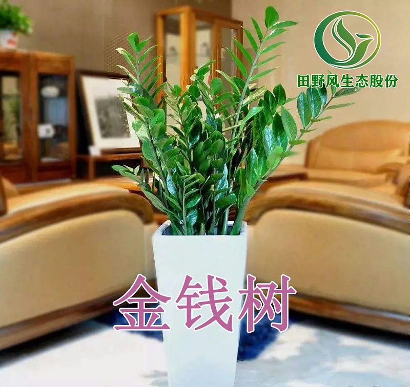 綠植租擺，植物租賃