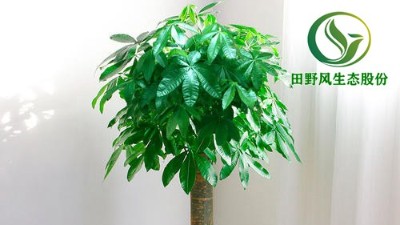 以下幾種綠植，絕對(duì)能幫您擺脫沉悶的環(huán)境！