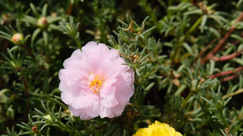 太陽(yáng)花