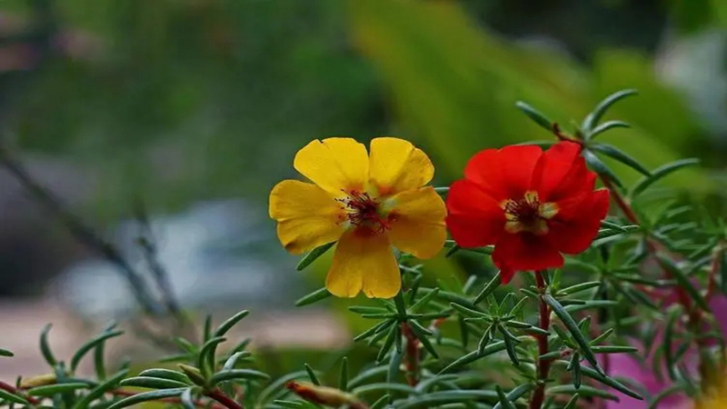 太陽(yáng)花