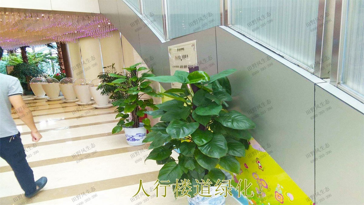 廣東省人民醫(yī)院綠植租擺合作案例展示