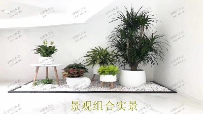 無限極綠植花卉景觀租賃案例展示