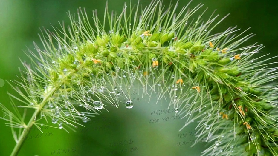 狗尾巴草種子