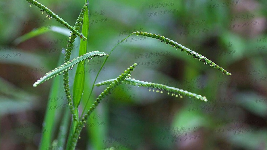 寬葉跟百喜草的區(qū)別