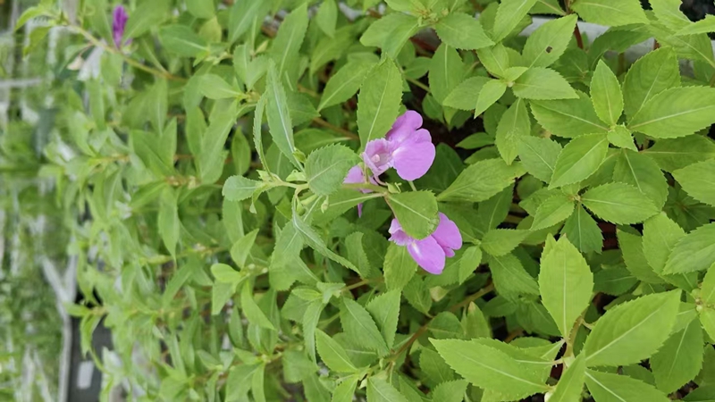 鳳仙花