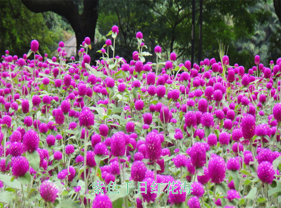 紫色千日紅花海