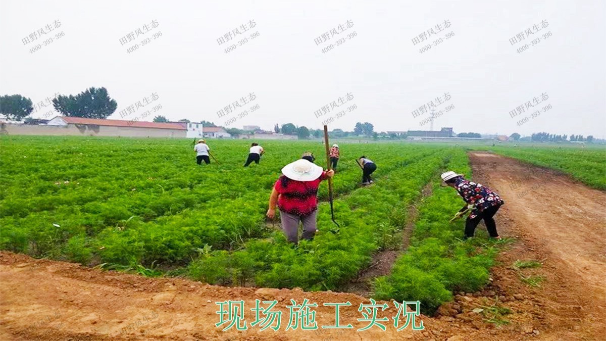 嶺南大地休閑生態(tài)綜合體項目