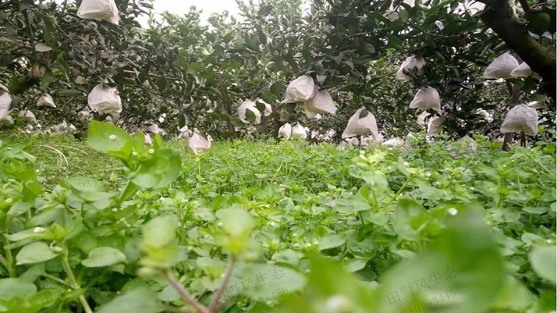 果園種植草種子