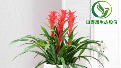 送你一朵小紅花，年前養(yǎng)這些年花”寓意紅紅火火、喜慶吉祥！