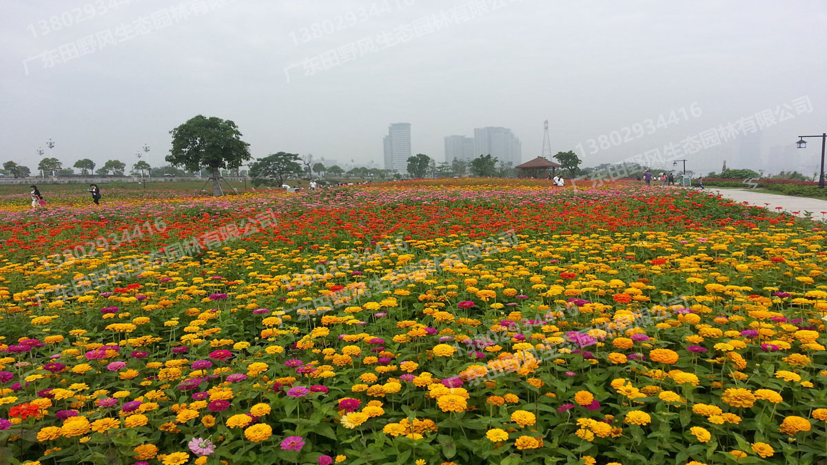 花海花種