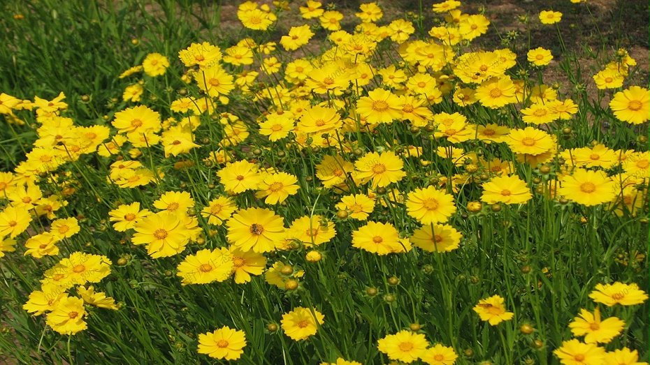 金雞菊花種子