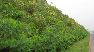 邊坡綠化地被植物推薦