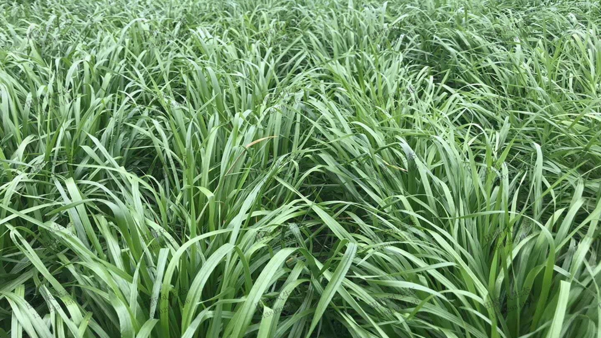 一年生黑麥草種子播種后多久能發(fā)芽？