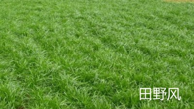 公路邊坡綠化植物應(yīng)該選擇什么類型的？