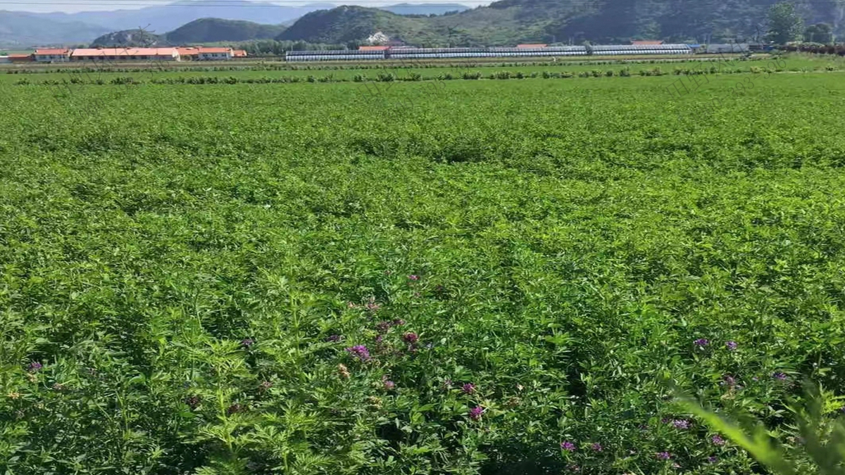 紫花苜蓿什么時候播種最好