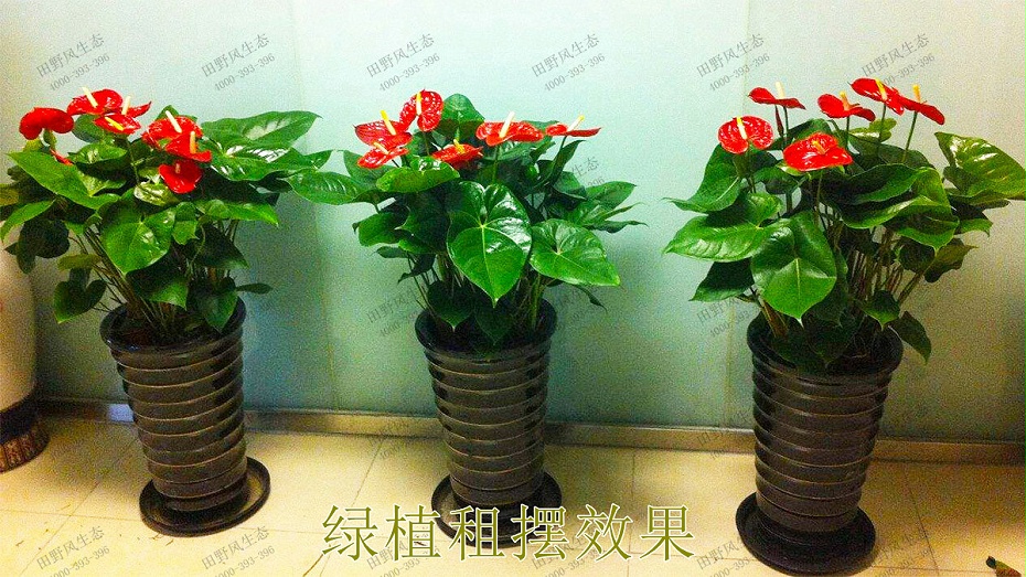 3綠植租擺效果