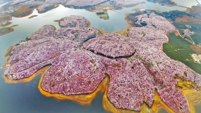 田野風(fēng)大講堂：怎么打造花海景觀？花海景觀設(shè)計(jì)需要注意什么？