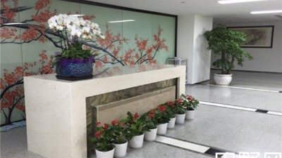 辦公室綠植租擺價格一般要多少？