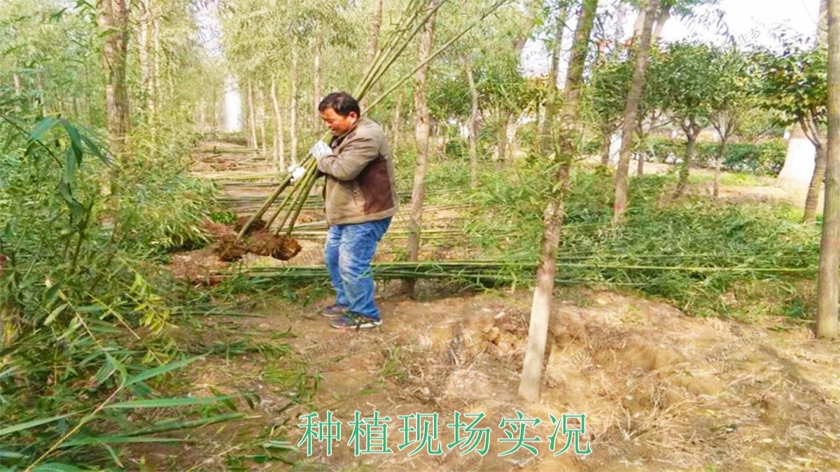 江門逢江區(qū)園林景觀花卉園林綠化