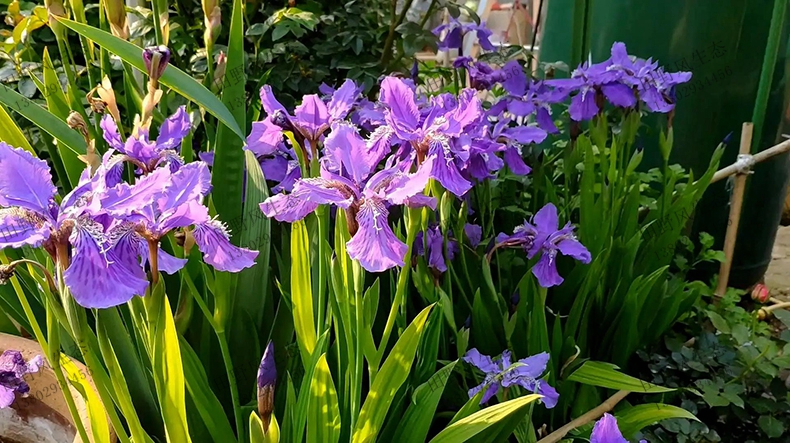 花盆栽花種