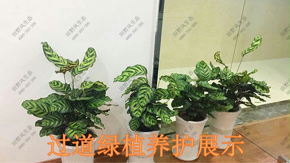 廣東美的集團植物養(yǎng)護案例