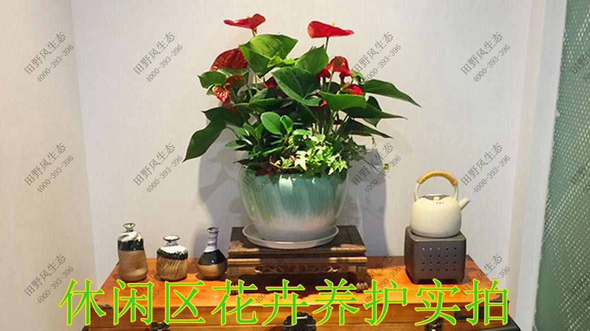 綠化養(yǎng)護,植物養(yǎng)護