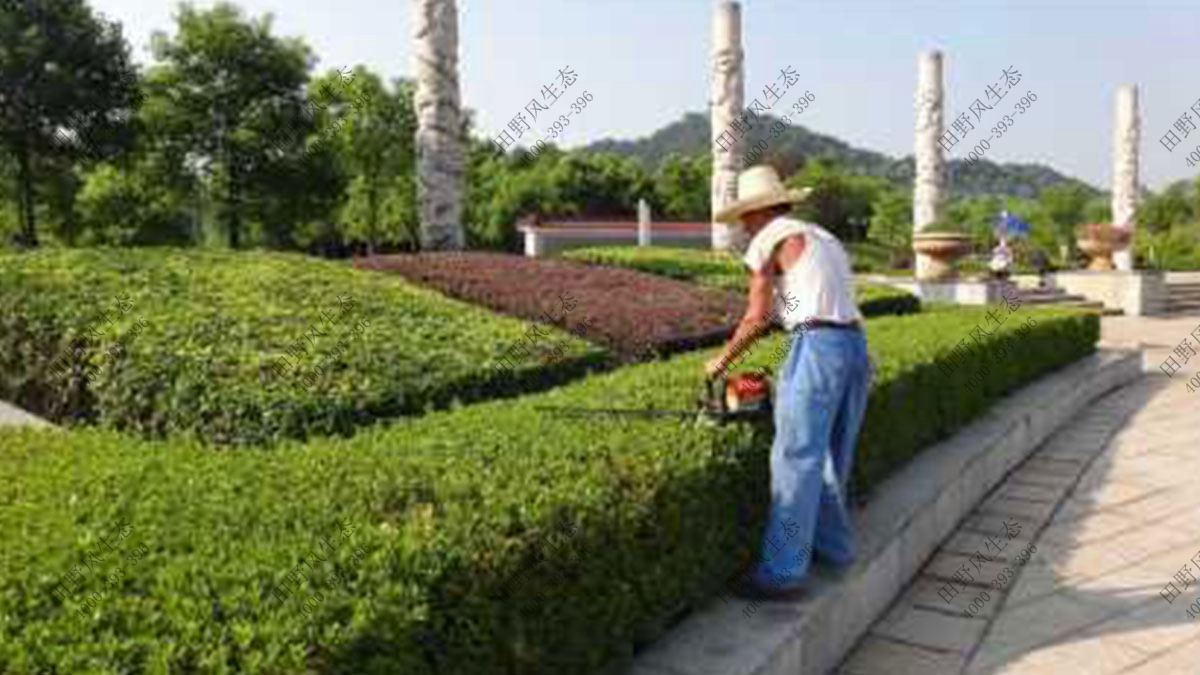 小區(qū)綠植養(yǎng)護,小區(qū)植物養(yǎng)護