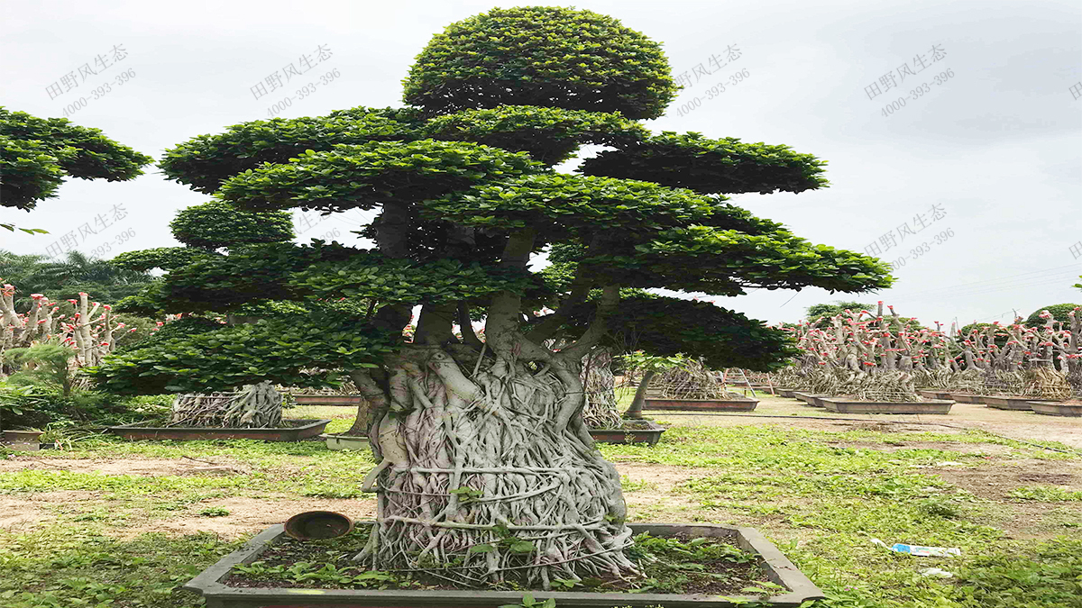 11造型小葉榕樹樁