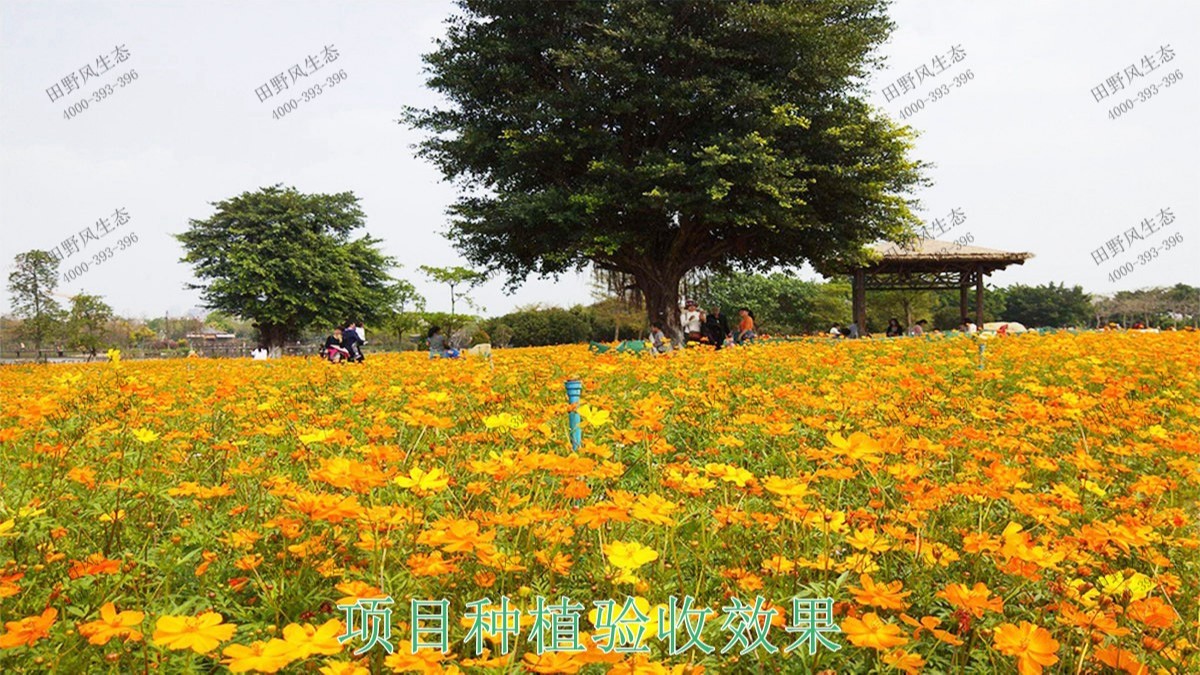 廣東丹霞山國(guó)家森林公園花海工程