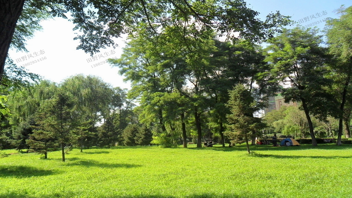 適合在公園種植的草坪草種有哪些？