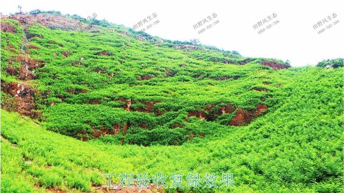 海豐蓮花山山體滑坡地質(zhì)災(zāi)害邊坡噴草