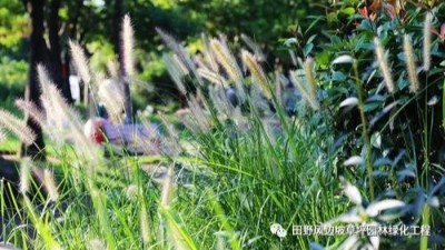 公路邊坡綠化狗尾巴草，也可以美成一種藝術(shù)