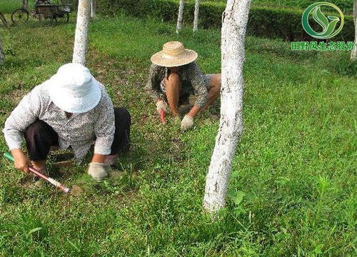 綠化養(yǎng)護(hù),植物養(yǎng)護(hù)